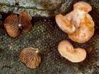 Habitus