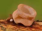 Habitus